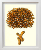 Madrepora flexuofa