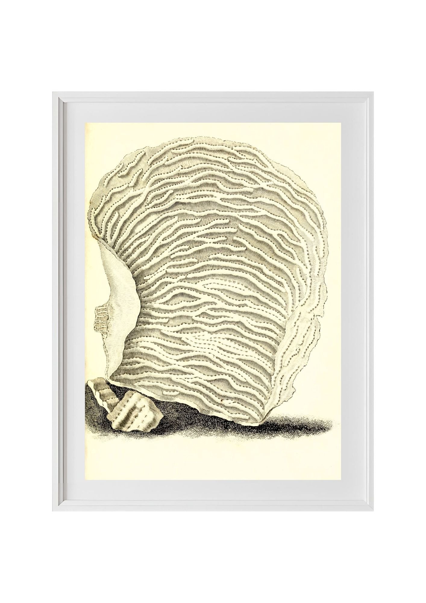 Agaricia undata