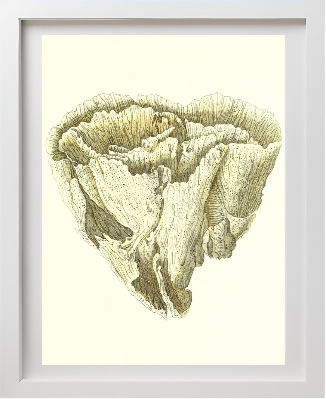 Madrepora foliofa