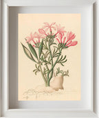 Ceropegia or Echites (Pachypodium Succulentum)