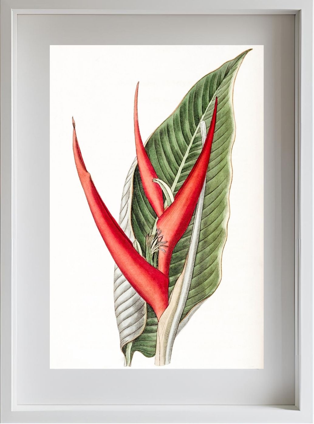Powdered Heliconia
