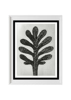 Achillea Umbellata (Yarrow Leaf)