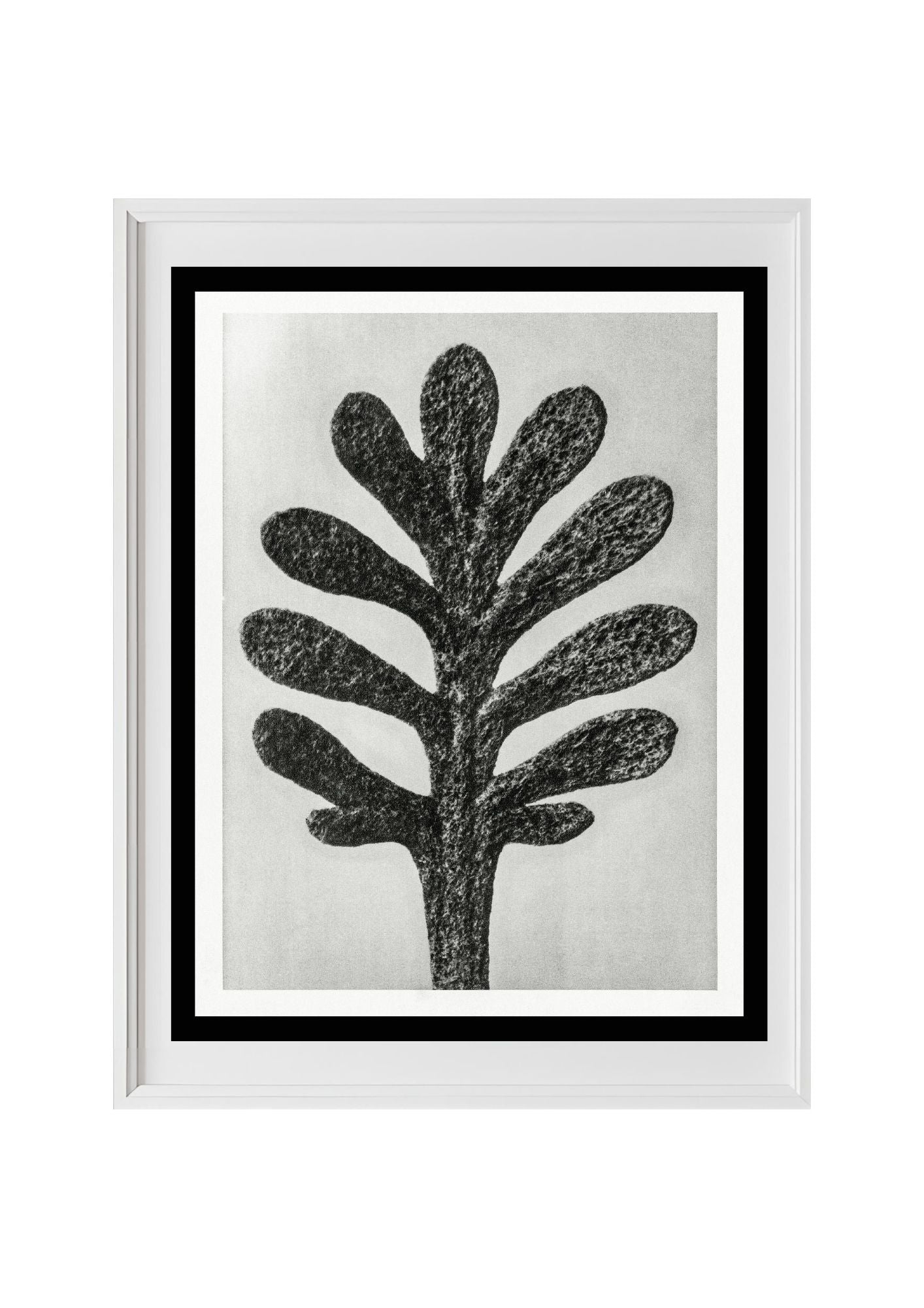 Achillea Umbellata (Yarrow Leaf)