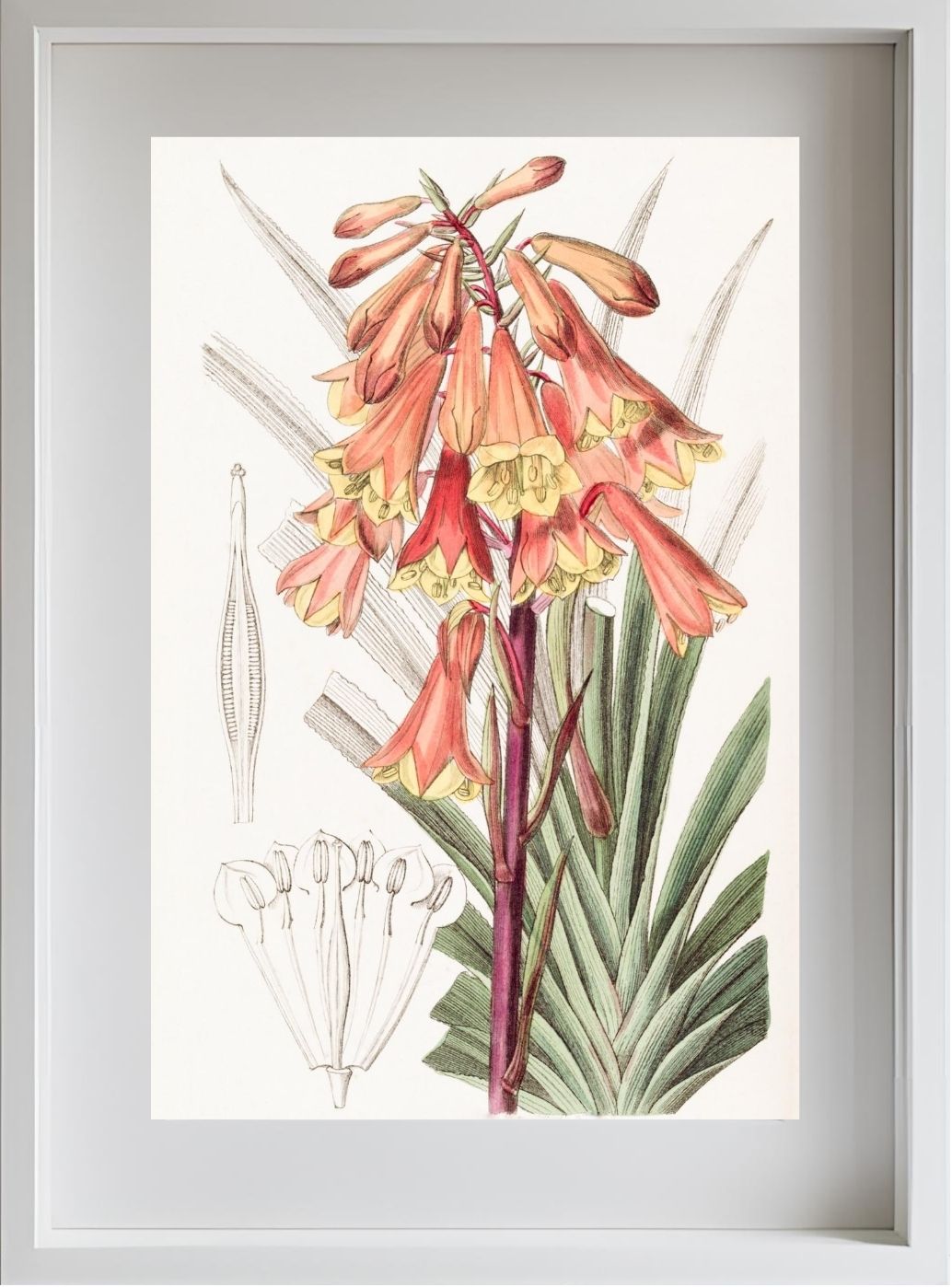 Rough-edged Blandfordia