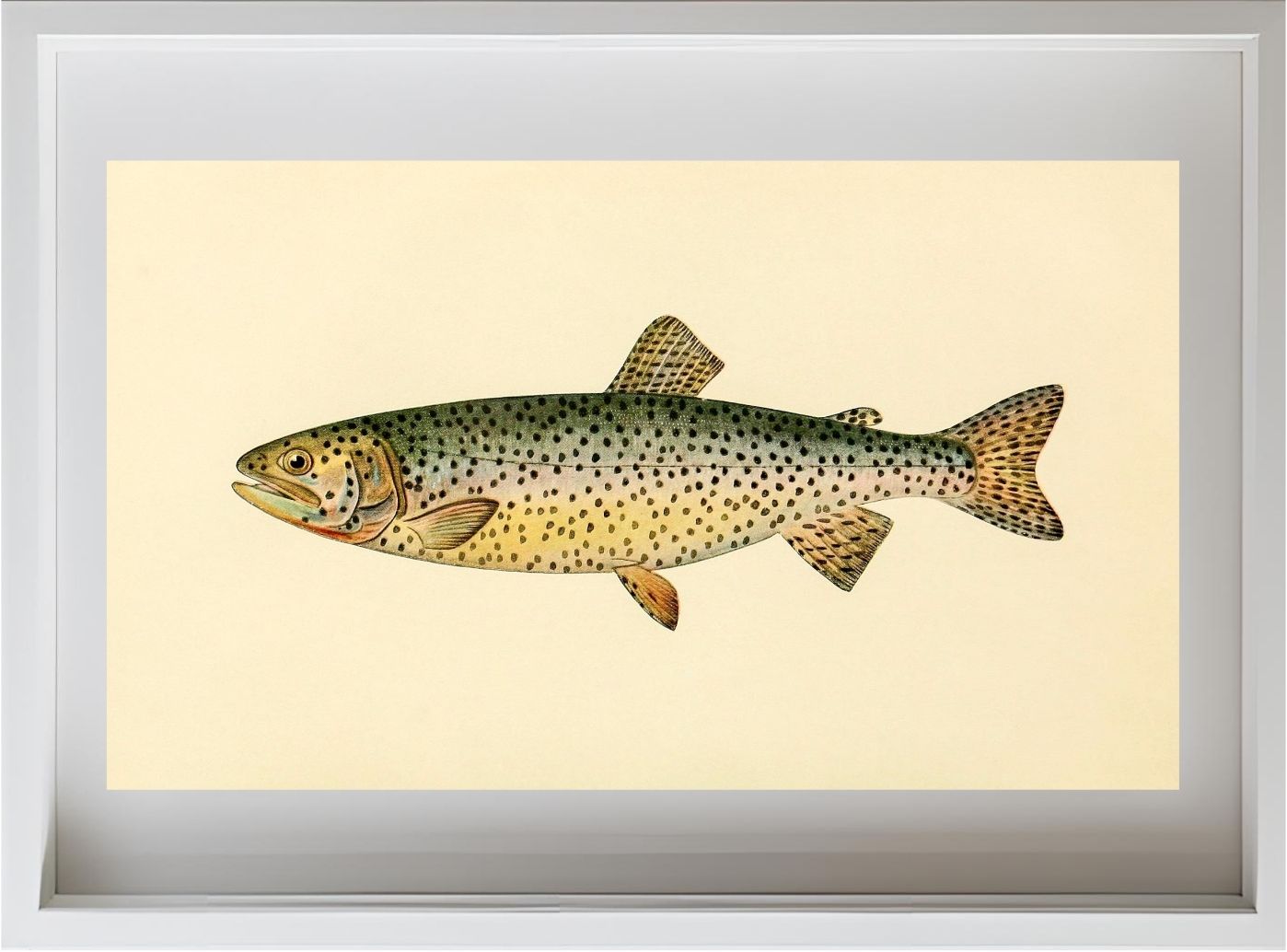 The Tahoe Trout (Adult Male) Salmo-Henshawi