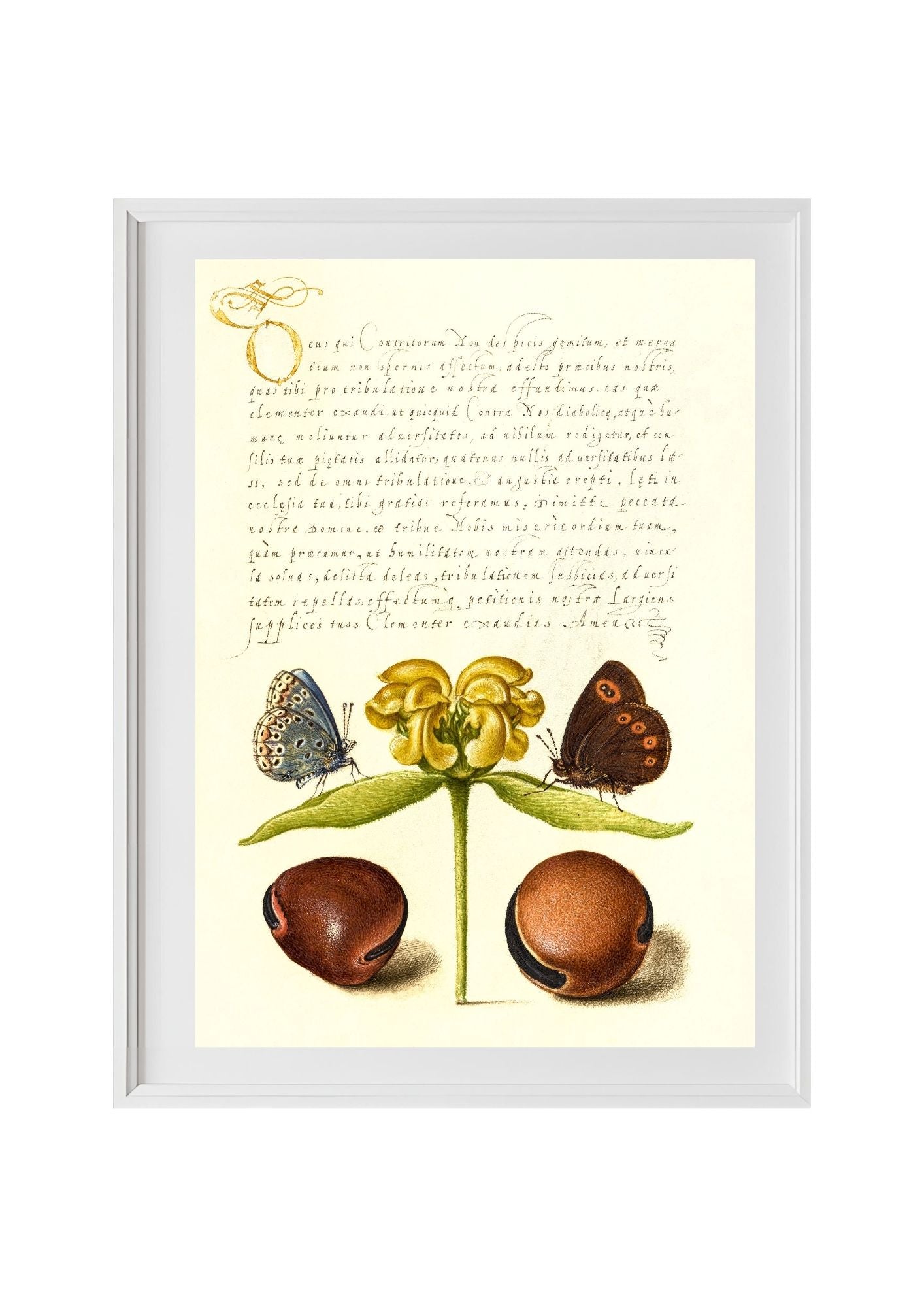 Moths, Jerusalem Sage, and Beans
