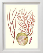 Gorgonia ceratophyta
