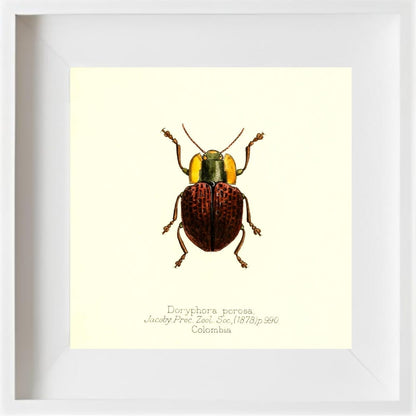 Doryphora Porosa
