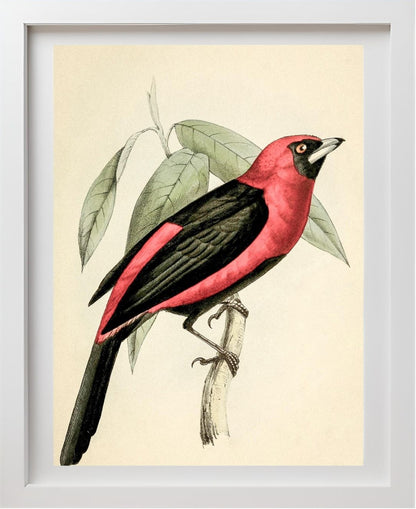 Black-Masked Tanager