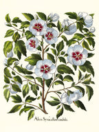 White rose of Sharon