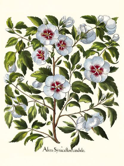 White rose of Sharon