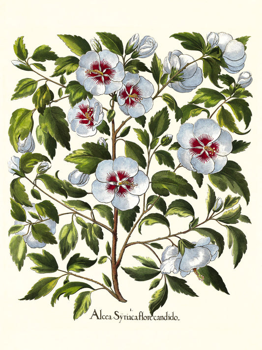 White rose of Sharon