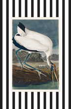 Wood Ibis