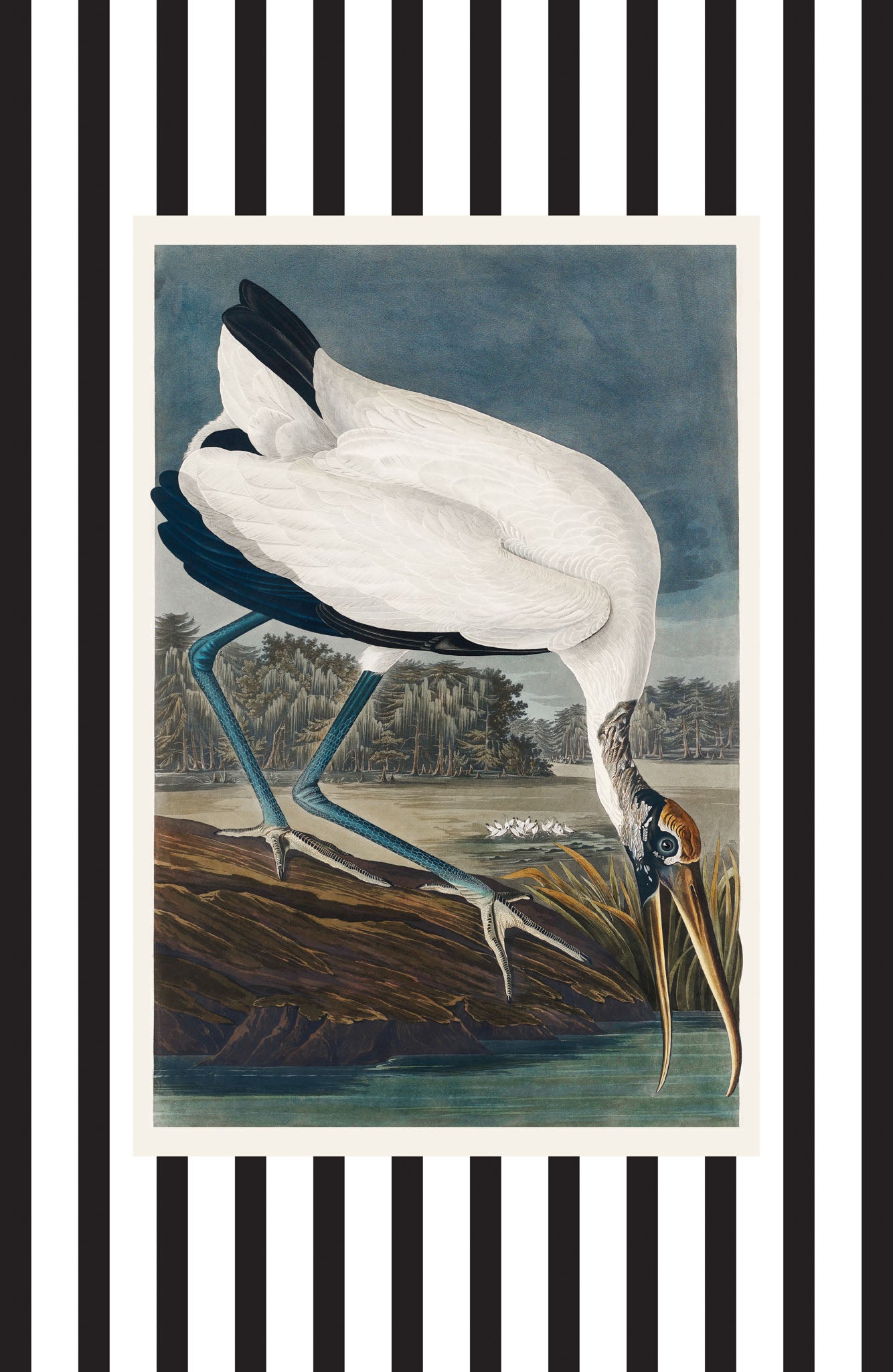 Wood Ibis