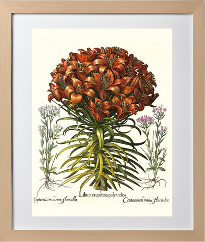Orange lily, Pink lesser centaury, White centaury
