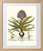 Peruvian squill, Pink spotted wild orchid, et al