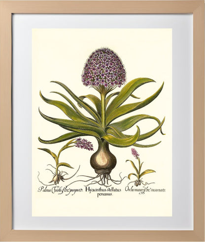 Peruvian squill, Pink spotted wild orchid, et al