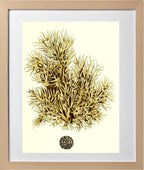 Spongia damicornis