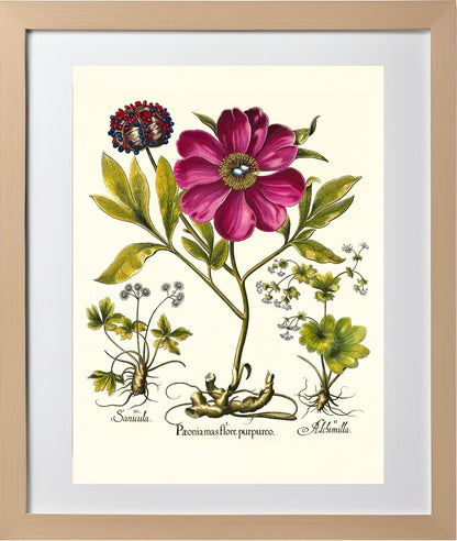 Corallina peony, Lady’s-mantle, Sanicle