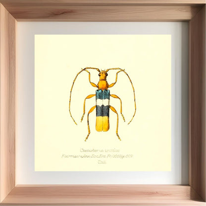 Chenoderus Tricolor