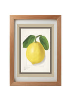 Lemon Citrus