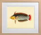 Labrus Formosus