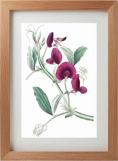 The Tangier Pea