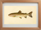 The Steelhead Trout (Adult Male) Salmo-Rivularis