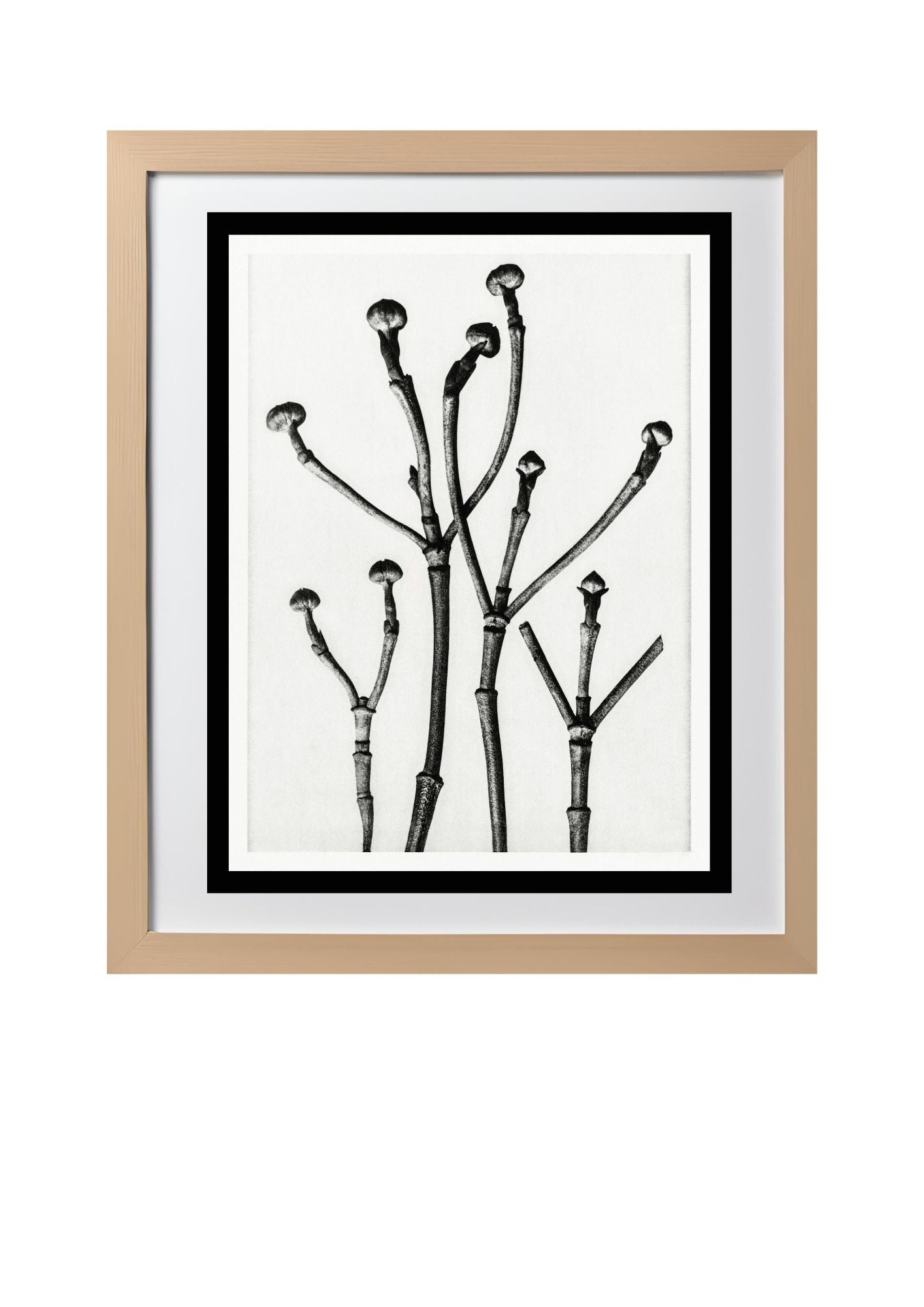 Cornus Florida (Box Wood of North America, Flowering Dogwood)