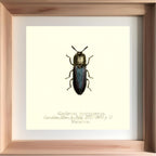 Alaolacon Cyanipennis