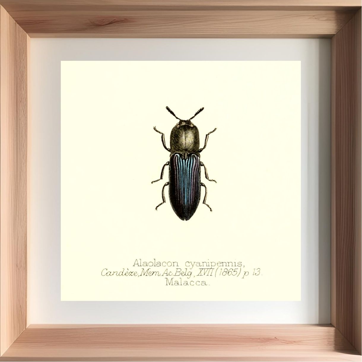 Alaolacon Cyanipennis