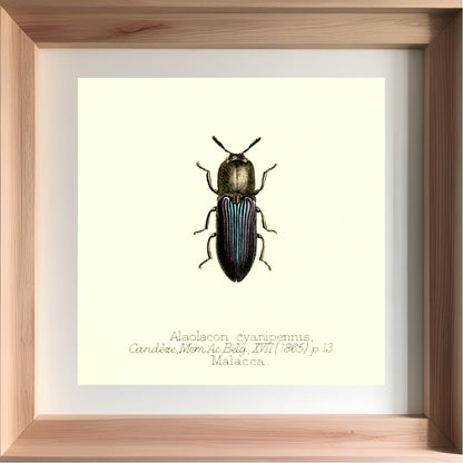 Alaolacon Cyanipennis
