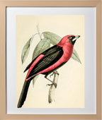 Black-Masked Tanager