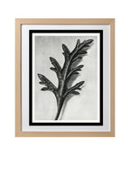 Verbena Canadensis (Rose Mock Vervain)