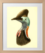 Casuarius Casuarius