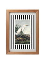 Snowy Egret