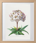 Le Plumeri (Plumeria Primo)