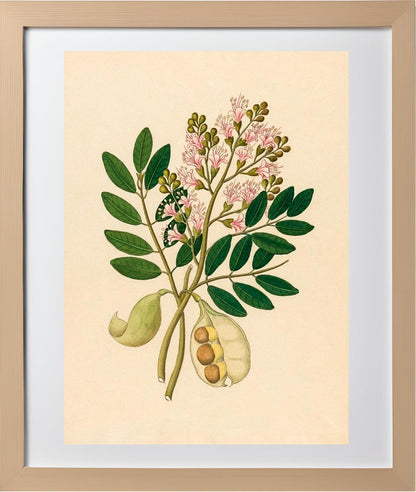 Schotia Nov. Sp (Schotia Latifolia)