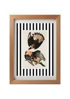 Brasilian Caracara