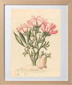 Ceropegia or Echites (Pachypodium Succulentum)