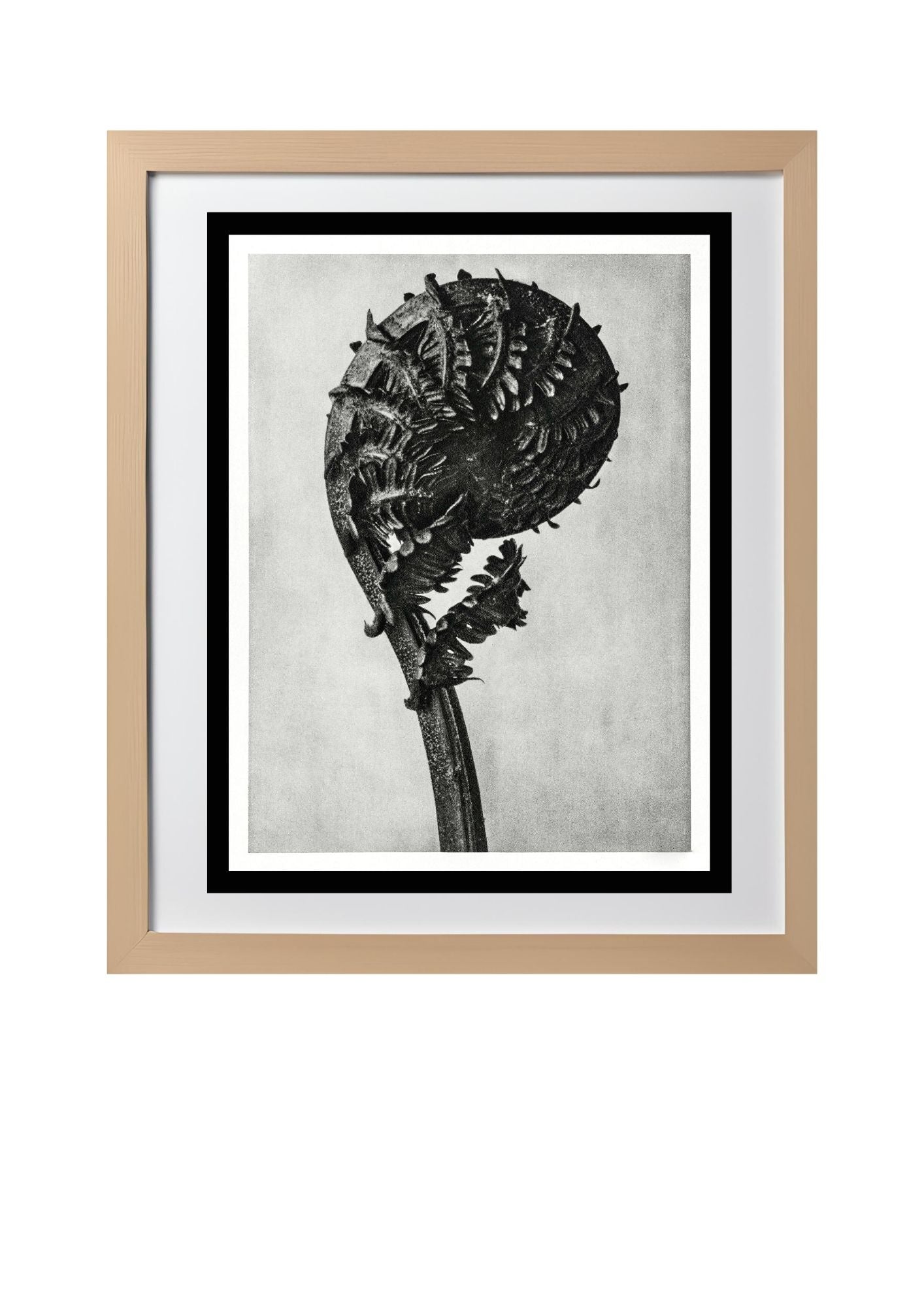 Struthiopteris Germanica (German Ostrich Fern Frond)