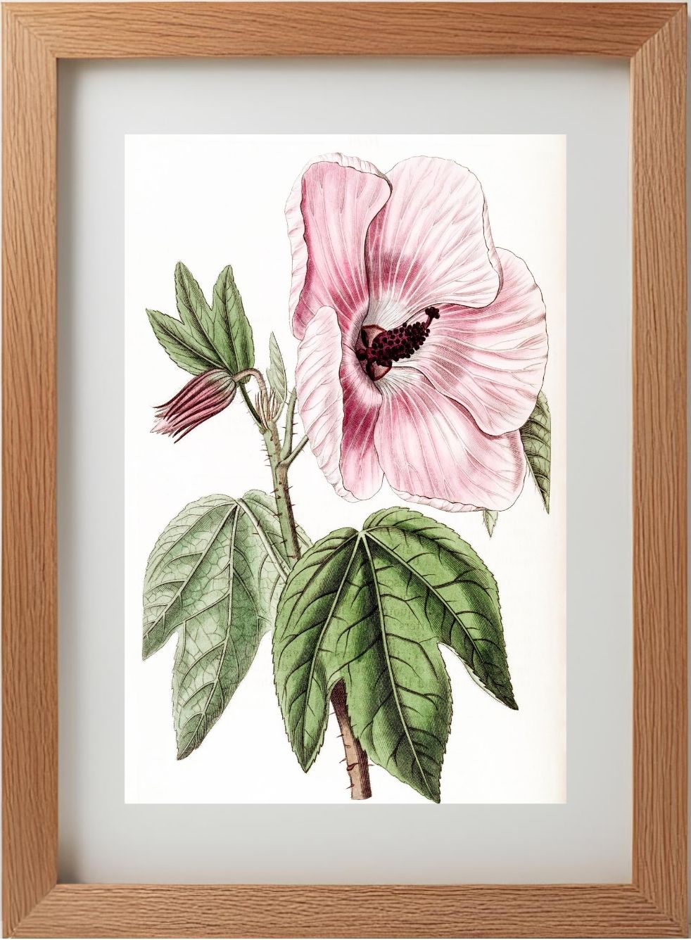 Splendid Hibiscus