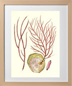 Gorgonia ceratophyta