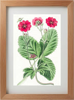 Russell's Potentilla