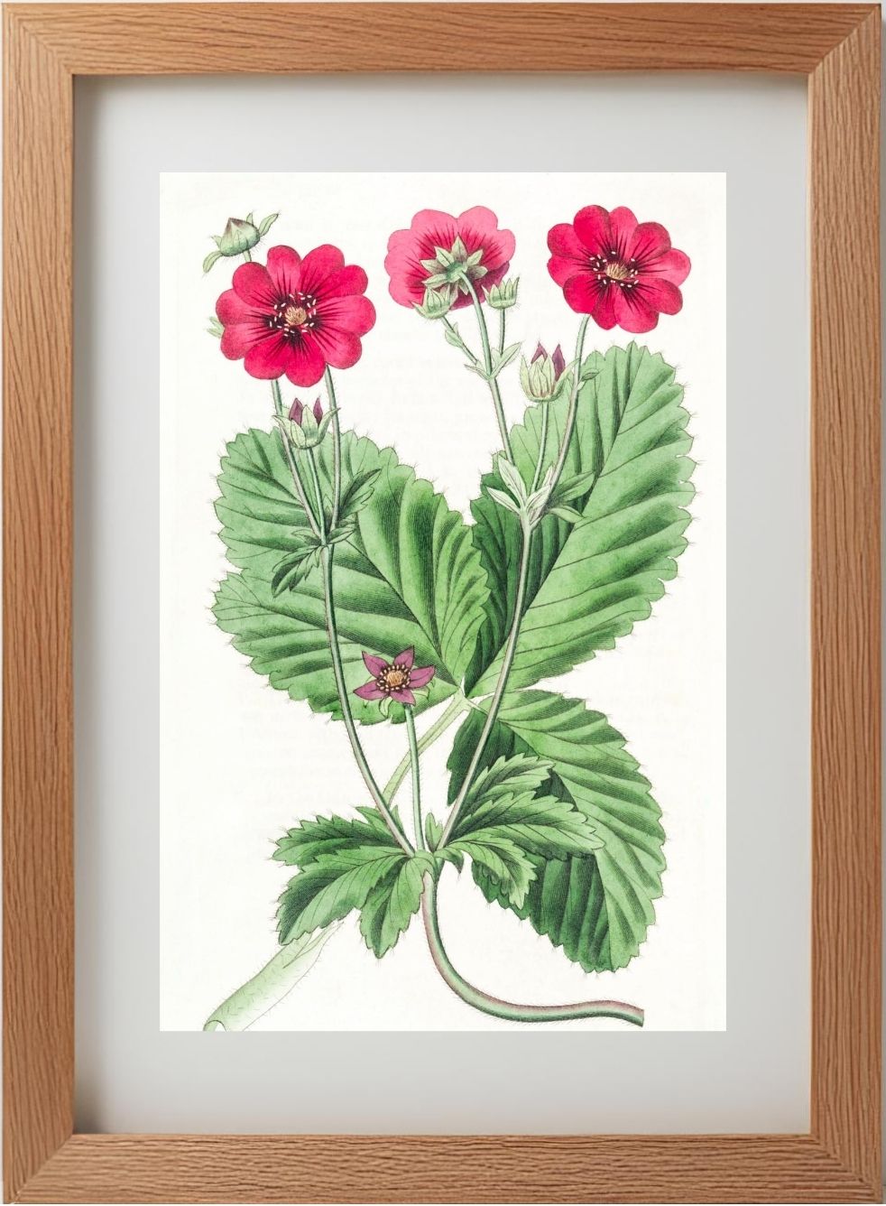 Russell's Potentilla