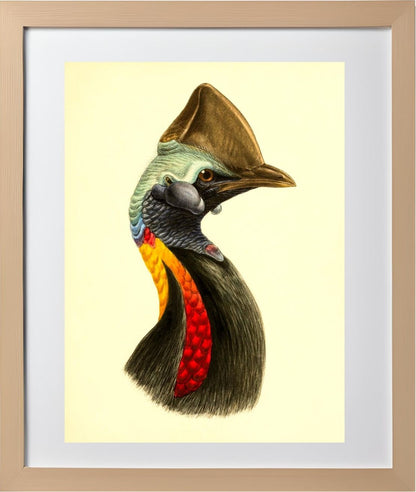 Casuarius Philipi