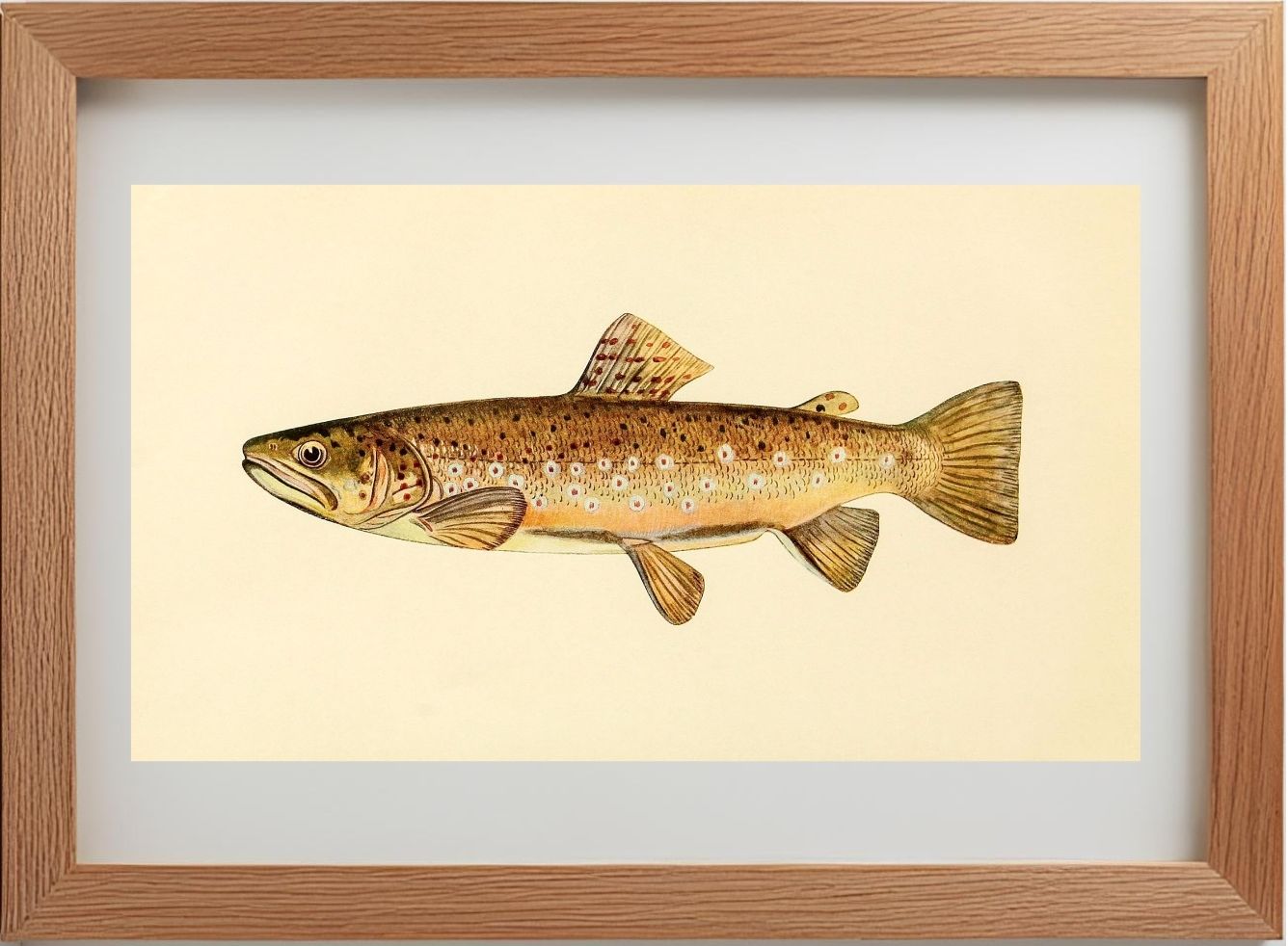 The Brown Trout (Adult Male) Salmo-Fario