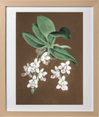 Aerides Japonicum