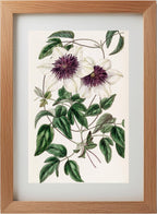 Siebold's Clematis