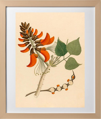 Erythrina Caffra